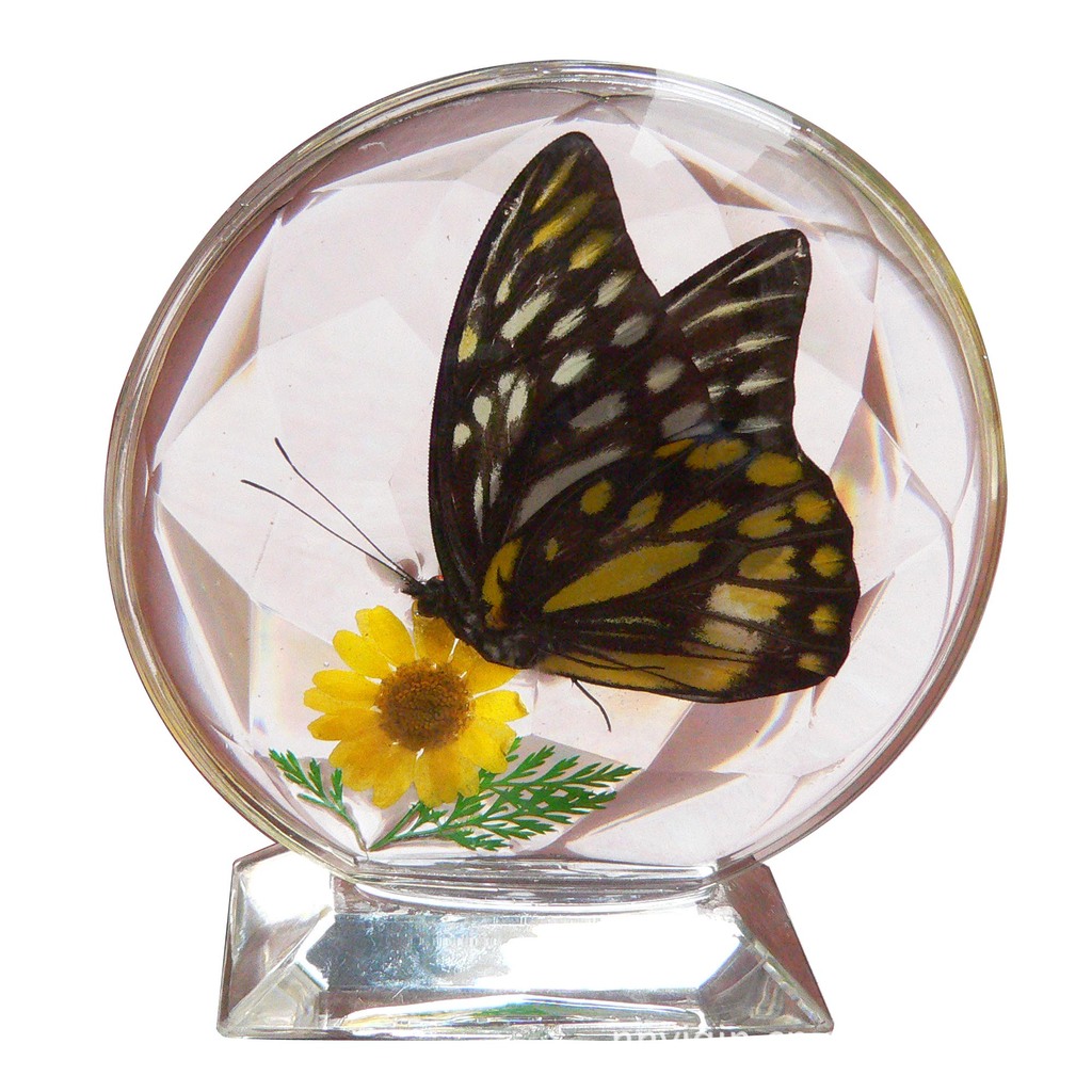 厂价批发精美人工琥珀蝴蝶台饰 真实蝴蝶标本 家居摆饰图片,厂价批发精美人工琥珀蝴蝶台饰 真实蝴蝶标本 家居摆饰图片大全,南宁市亿钦工艺制品厂-马可波罗网