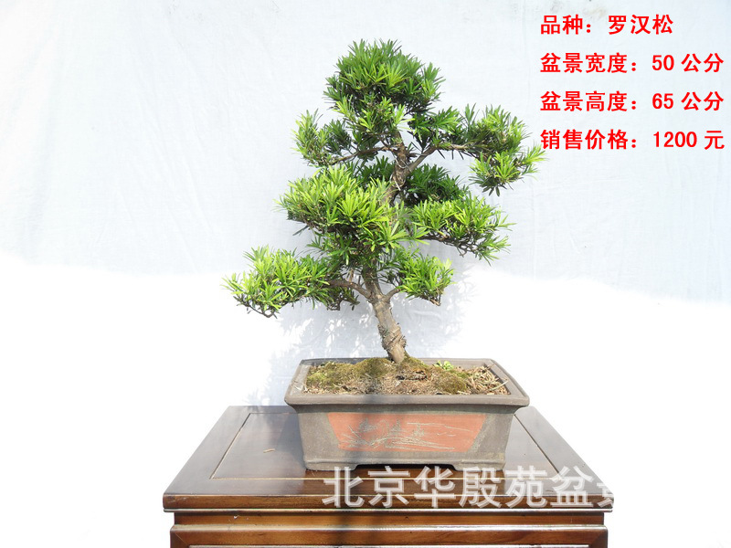 北京华殷苑盆景园销售罗汉松树桩盆景,北京哪里卖盆景