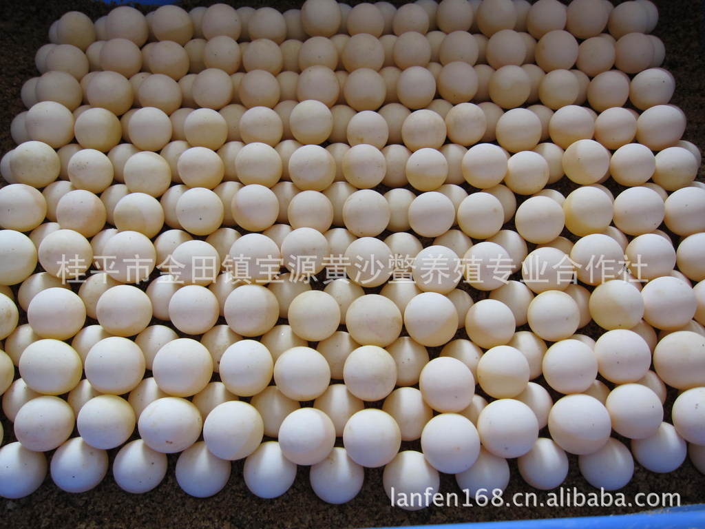 2012黄沙鳖蛋已经开始接受订购-龟鳖类价格及