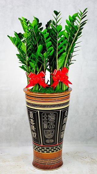 厦门室内外植物绿化 金钱树 盆景 支持货到付款 质量保证