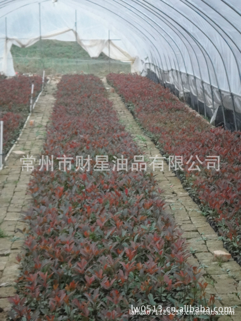 红叶石楠小苗4