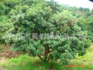 【三年东魁杨梅苗 杨梅树 花卉苗木 盆栽 产地直