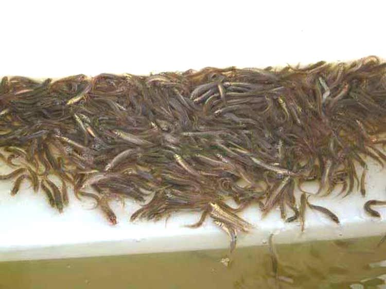 供应各种规格泥鳅寸苗 泥鳅苗养殖技术培训