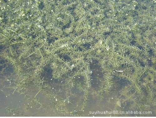 净化水质之精品 轮叶黑藻种子,养鱼虾蟹不可少的水草