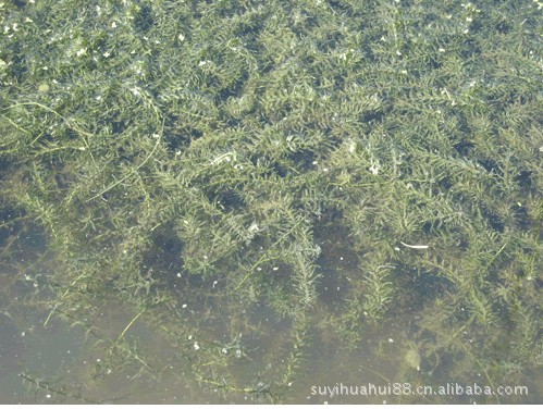 学名hydrilla verticillata,属水鳖科,黑藻属单子叶多年生沉水植物,茎