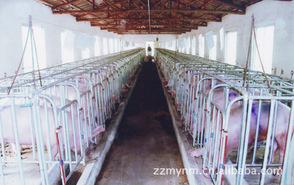 批量供應  養豬設備 定位欄 明揚農牧