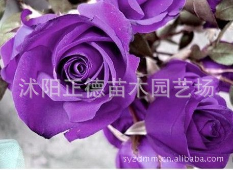 货真价实 优质纯种 紫玫瑰种子 紫玫瑰小苗 特价20粒5元 量大优惠