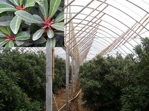 大棚水果 温室水果 水果大棚 大棚种植水果 果园