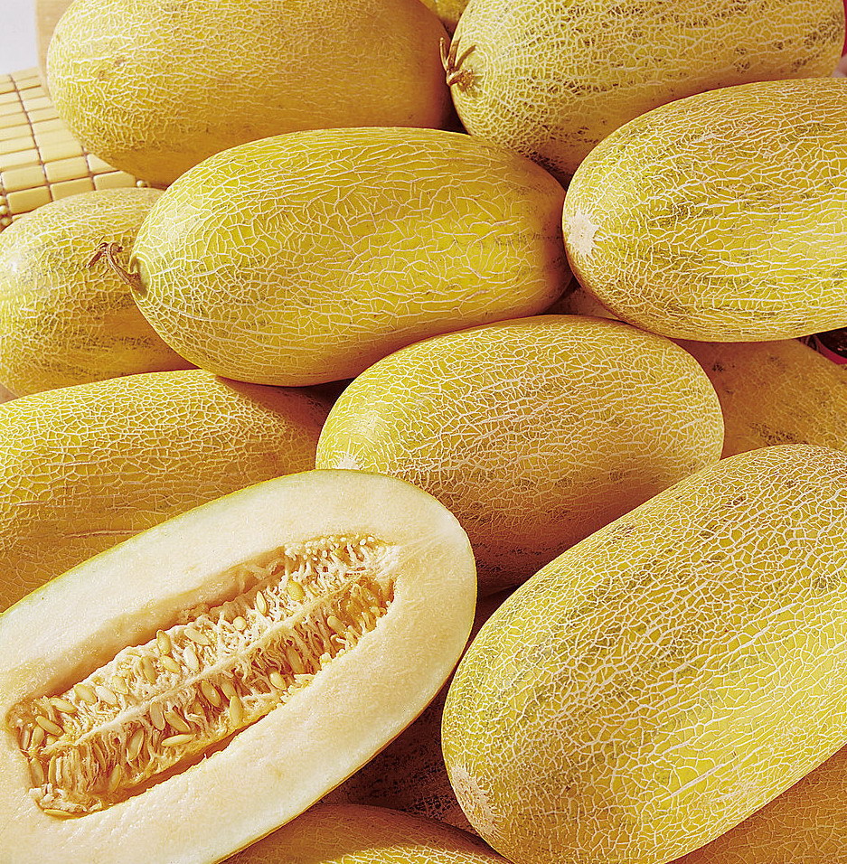 新疆水果 哈密瓜 伽师瓜 批发 图片