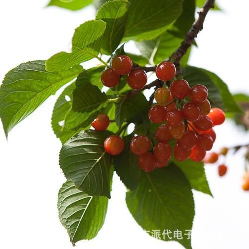 【售完】 DIY迷你果园盆栽水果种植套装(樱桃