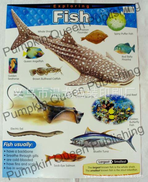 早教幼儿园英语认识鱼类知识小挂图批发t38183