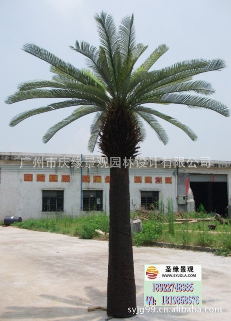 conew_cy-23,cycad tree,2.3m