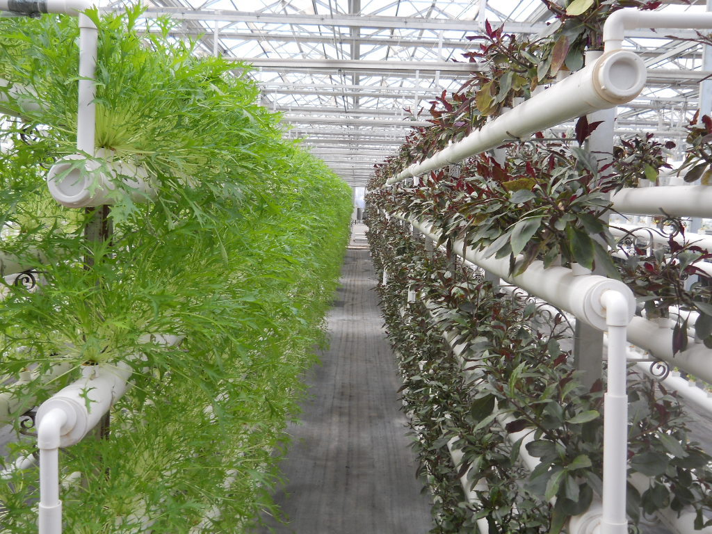 其他新鲜蔬菜-供应特菜 礼品菜 特菜礼盒 新鲜