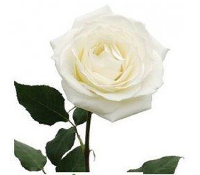 【昆明斗南社悟儿花卉鲜花批发白玫优质品种--玫瑰(坦尼克)】价格,厂家,图片,鲜花\/鲜切花、花艺制品,呈贡社悟儿花卉经营部-马可波罗网