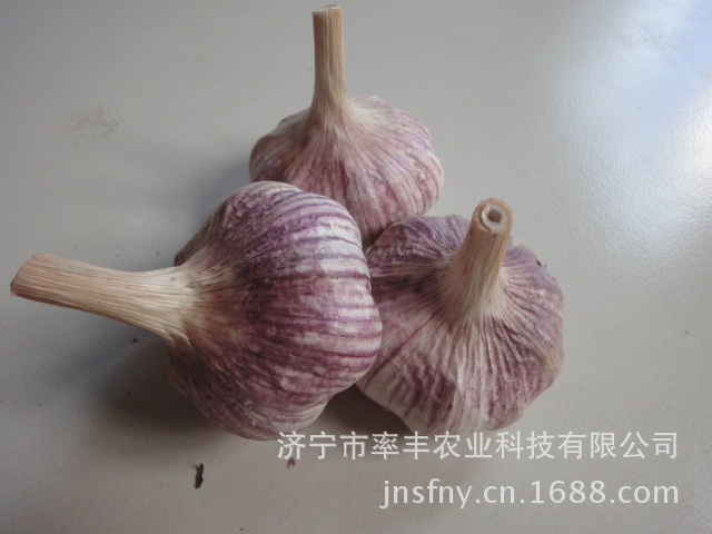 【超高产紫红皮蒜种金育3号】