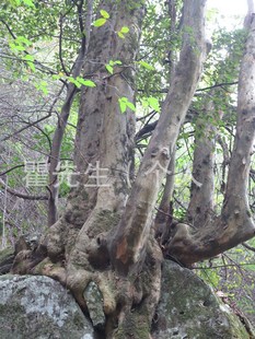 野生紫薇树