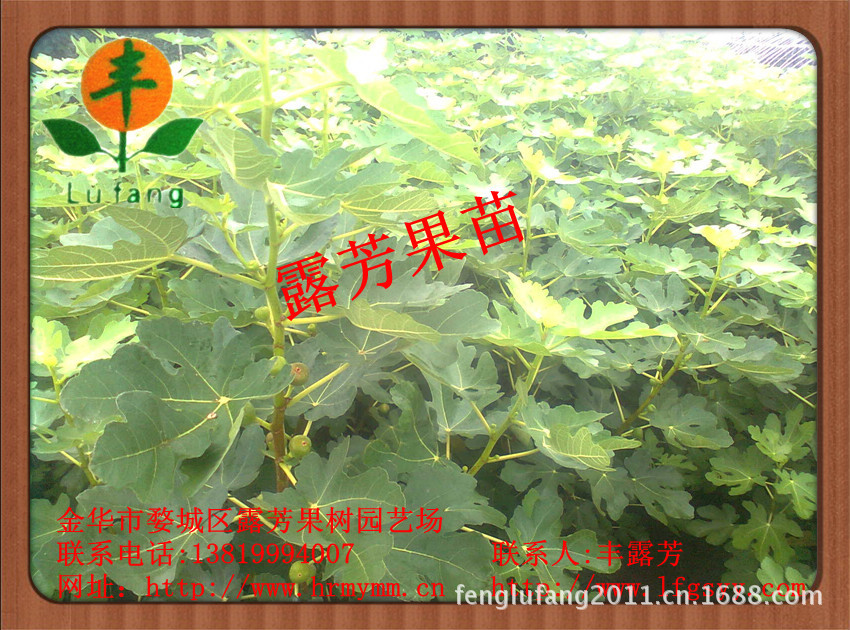 麦斯依陶芬无花果