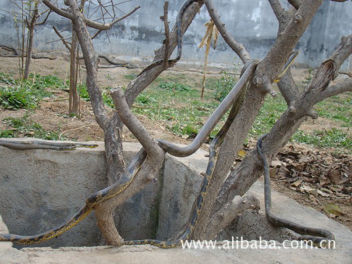 蛇吃鼠 是无奈(青州黑蛇)