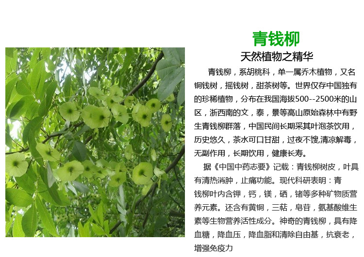青茶-温州茶叶批发厂家生产直销青钱柳茶供应