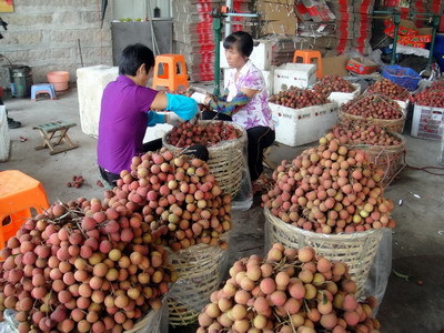 【福建诏安产地直销新鲜荔枝批发 现摘现卖掉