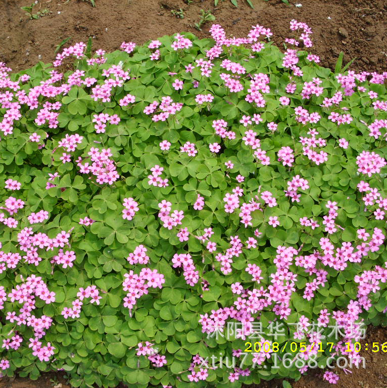 红花草 红花草苗 红花酢浆草 红花三叶草种芽 庭院绿化