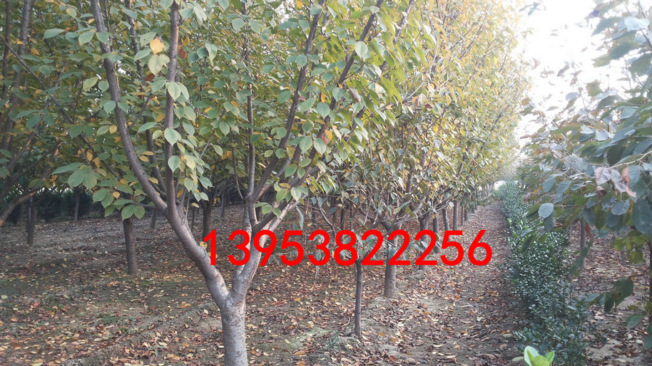 20131028_153319_副本