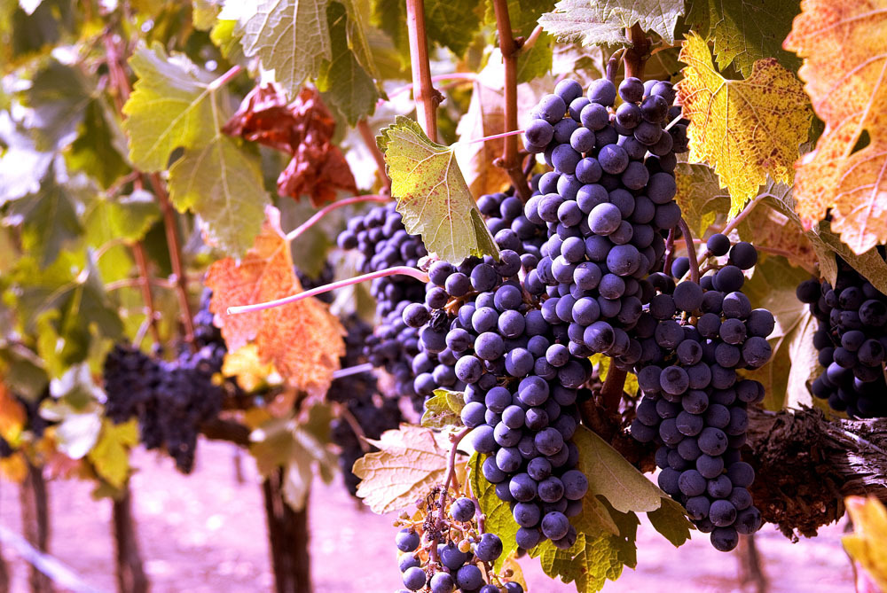 【新疆特产 天然绿色玫瑰紫葡萄干袋装110g干