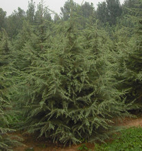 6-6.5米雪松_雪松价格_优质雪松批发\/采购