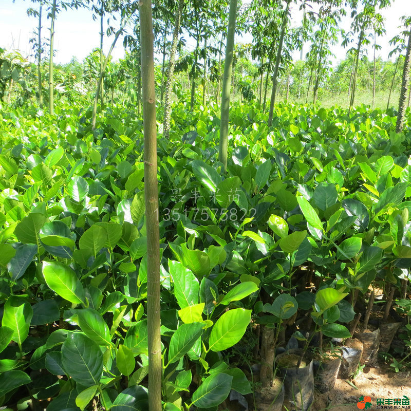 果树-马来西亚一号菠萝蜜苗 18个月结果 果大肉