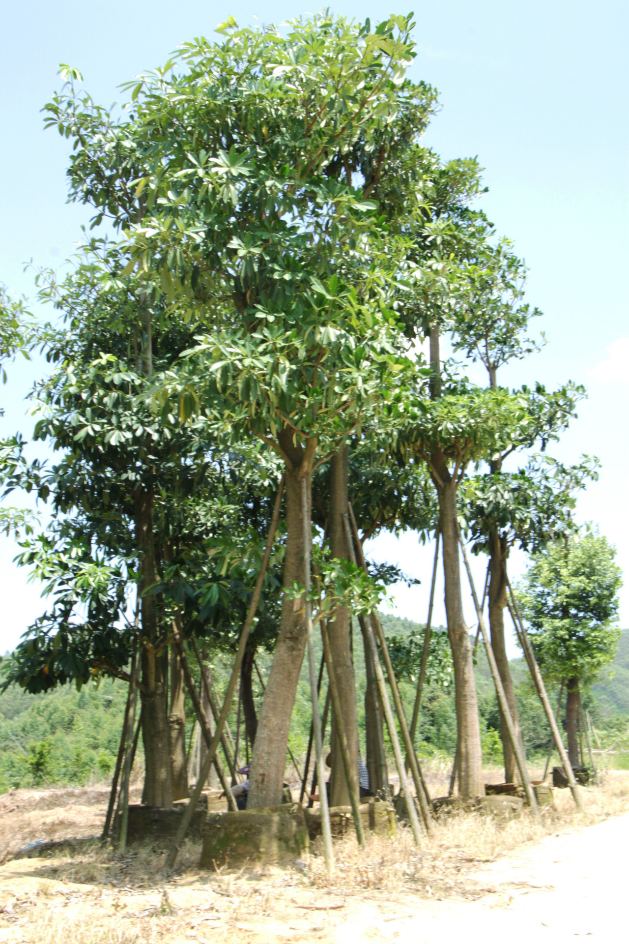 基地绿化苗木盆架子 盆架子苗 灯架树 面盆架 面条树