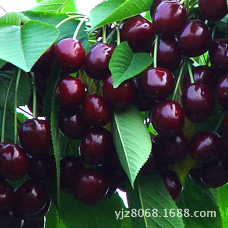 【正品 紫樱桃批发 优质产品自产樱桃 新鲜水果