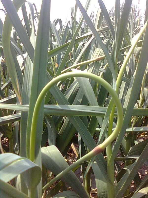 【诚信代收、代存、代销金乡大蒜蒜薹蒜片】