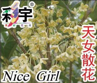 批发采购其他园林<em>植物</em>-供应<em>天女散花</em>桂花苗,果