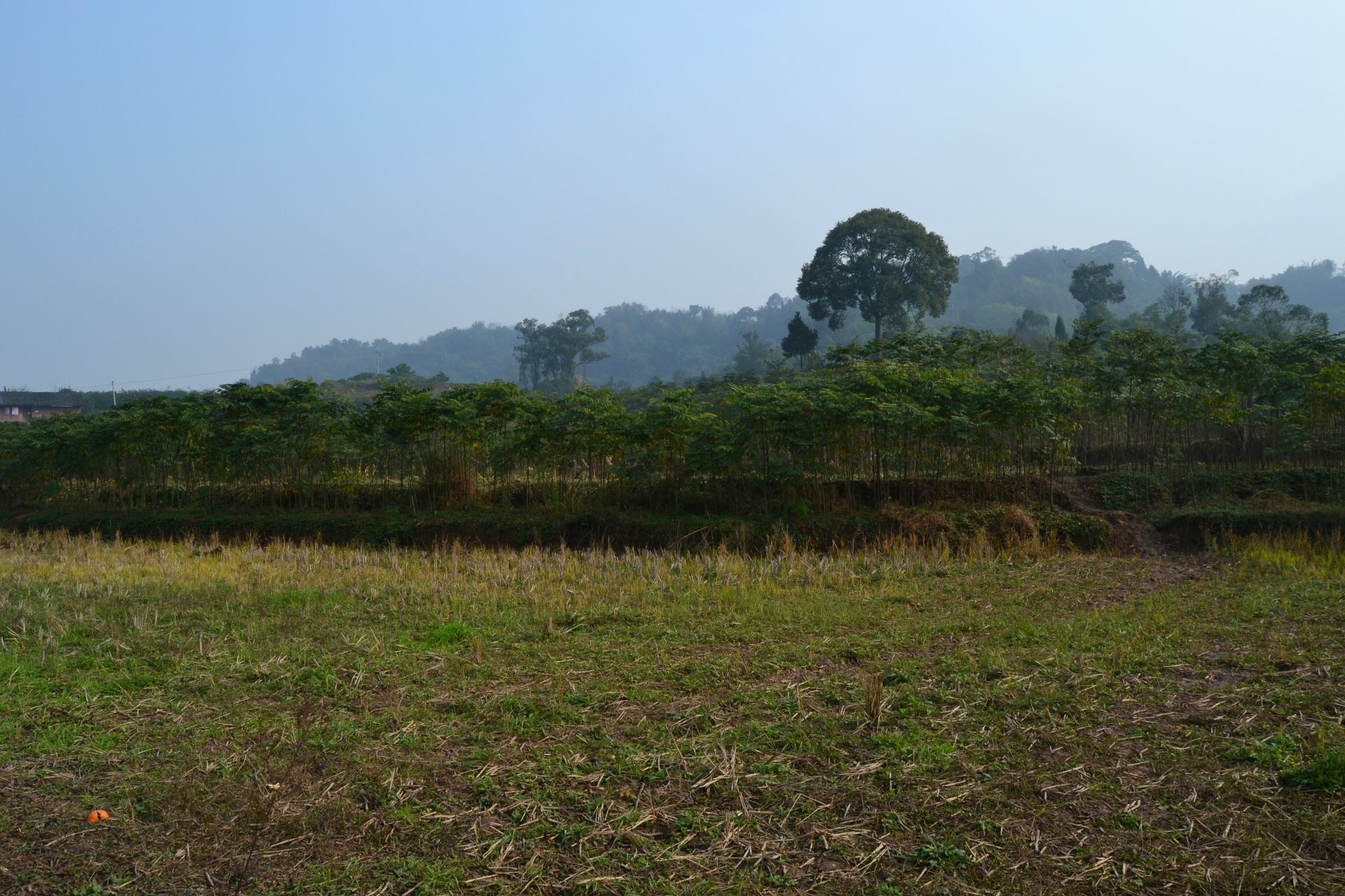 乔木-川渝种植场供应园林<em>绿化苗木</em>栾树 黄山栾