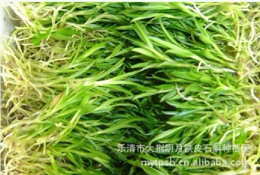 【紫皮石斛种苗、分化苗、二三公分小苗】价格