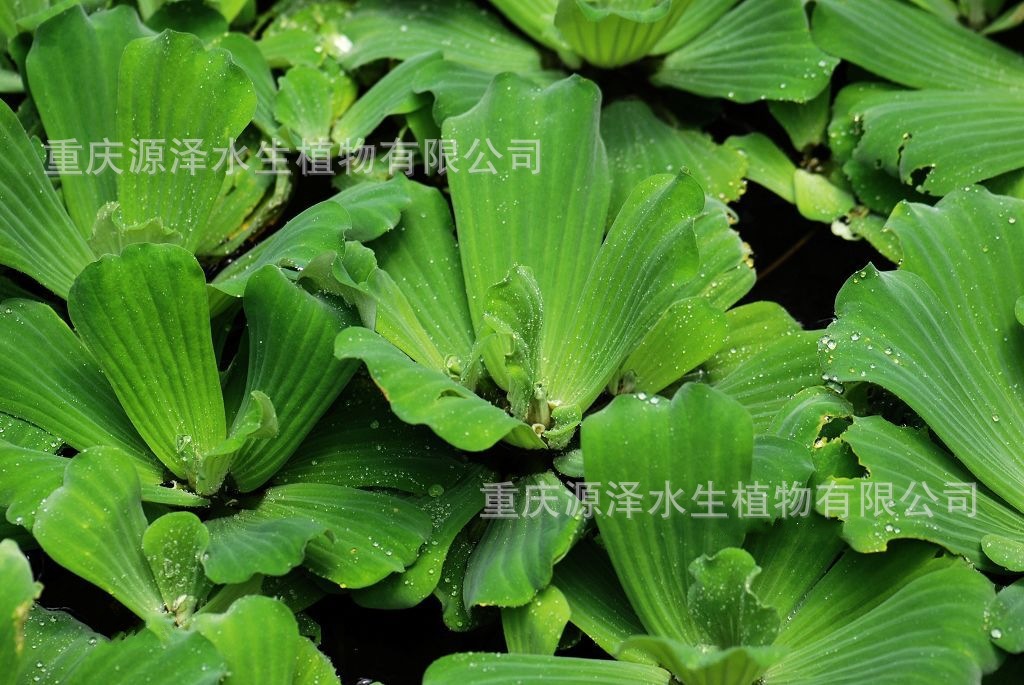 供应 水生植物 净化水体 观叶植物 大漂