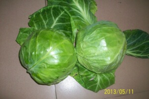 【蔬菜甘兰】蔬菜甘兰价格\/图片_蔬菜甘兰批发\/采购_蔬菜甘兰厂家\/供应商-阿里巴巴