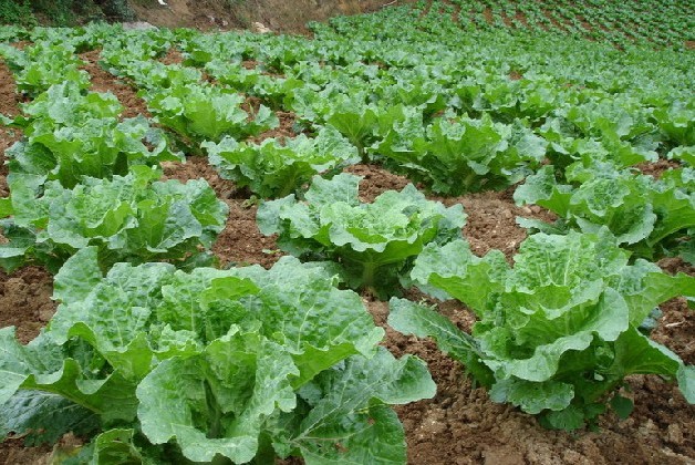 种苗-蔬菜种子 高寒地白菜 进口结球大白菜 适