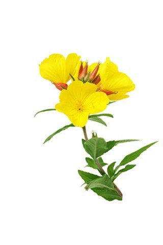 厂家直销 100%纯月见草油 基础油 按摩精油 1