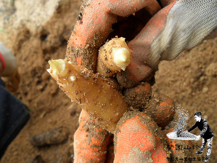 供应 培育天麻蒴果 必备高产高效 叶子萌发菌 中