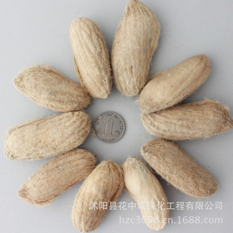 水果种子、种苗-绿丰耀种业 批发各种进口水果