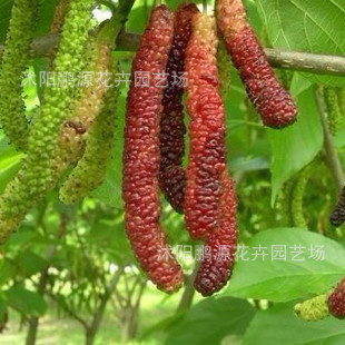 果桑-批发荔枝苗、芒果苗、龙眼苗、莲雾苗、