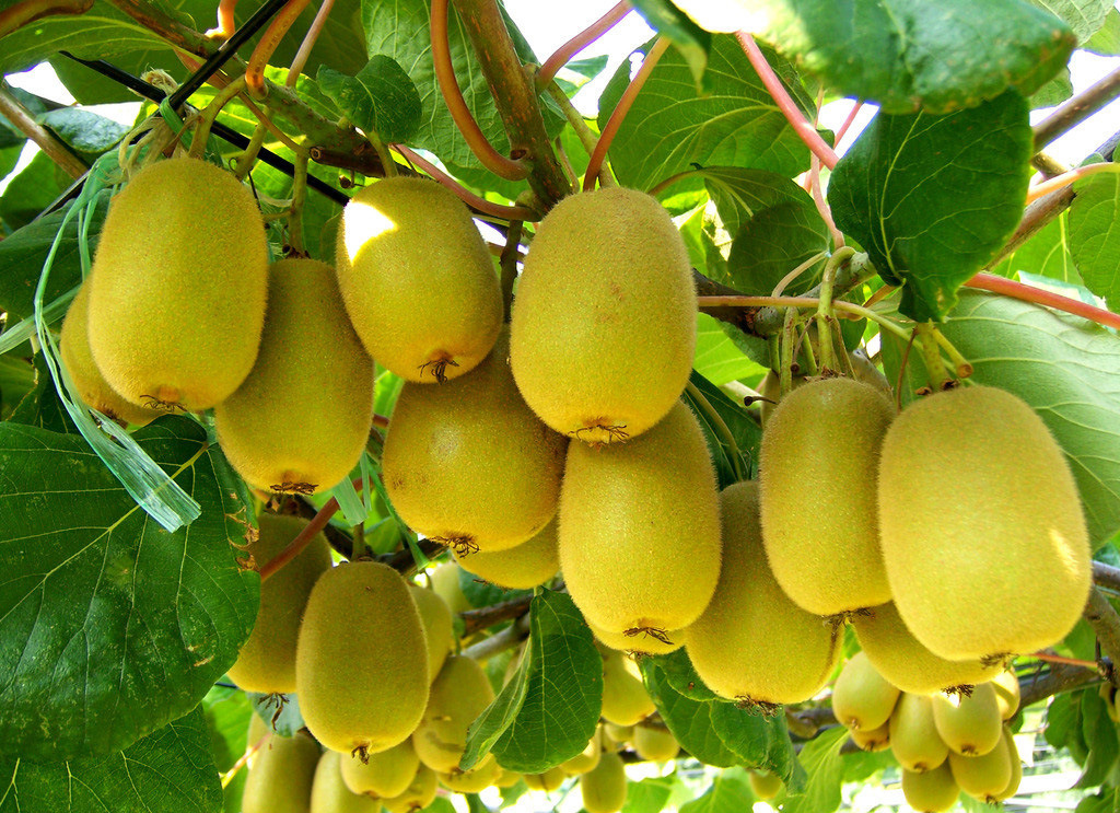 金艳猕猴桃苗(国产黄金奇异果) 图片