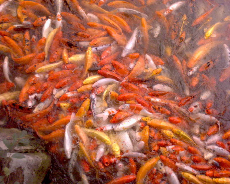 种苗 生态养殖 安业良种鱼场 湘云鲫苗种批发图