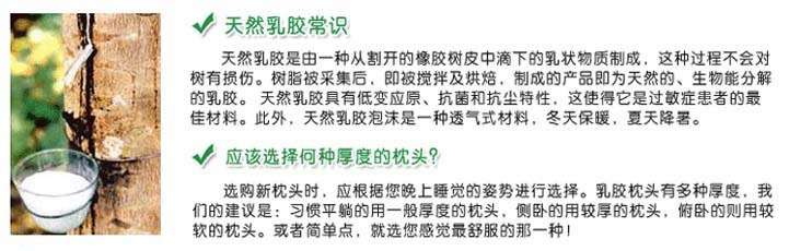 打迪