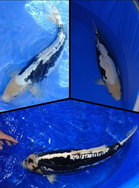 鲤鱼苗-3至8厘米的小鲤鱼苗--阿里巴巴采购平