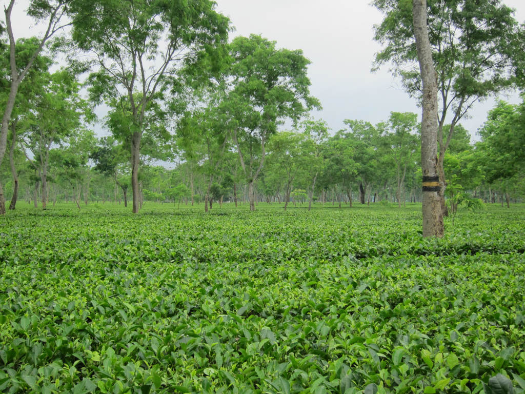 红茶-奶茶冰红茶专用 印度阿萨姆CTC 茶-BOP