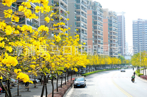 【米径5公分 优质黄花风铃木移植袋苗】价格,