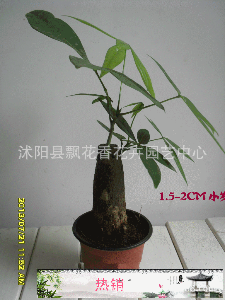 盆景 盆栽 植物 768_1024 竖版 竖屏 gif 动态图 动图