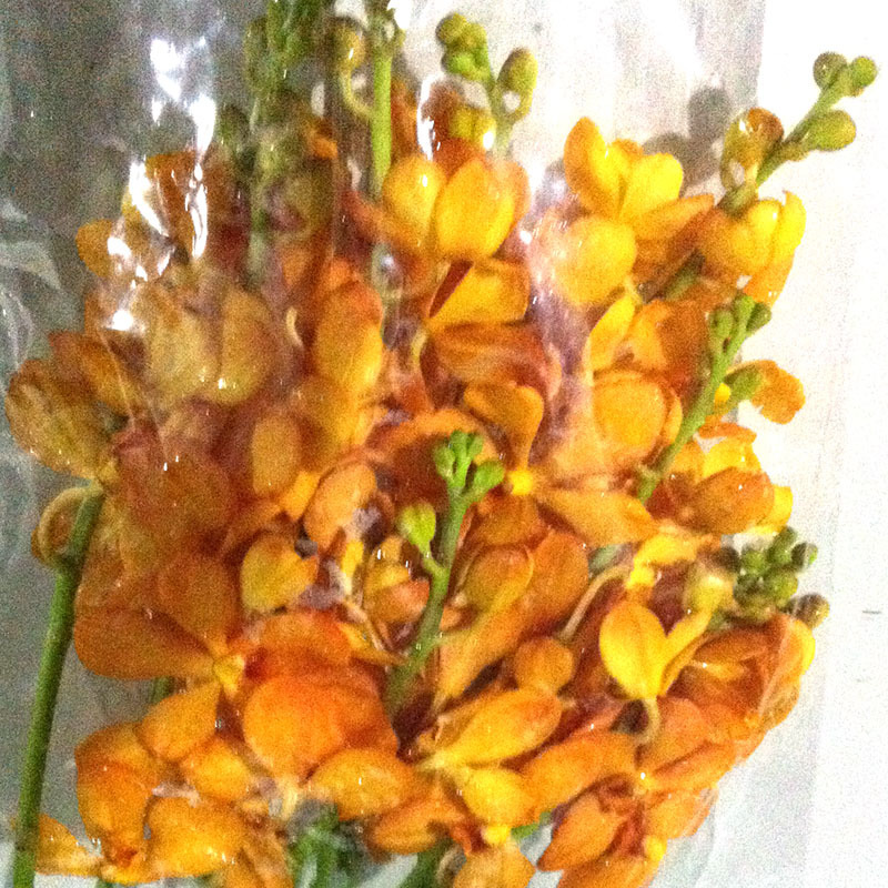 【泰国进口(千代兰) 昆明鲜花批发 云南鲜花 进